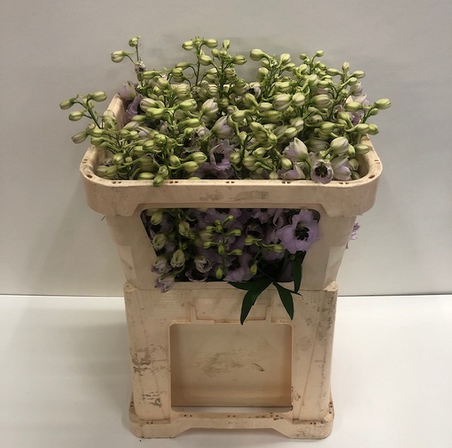 Delphinium el sky sensation.jpg
